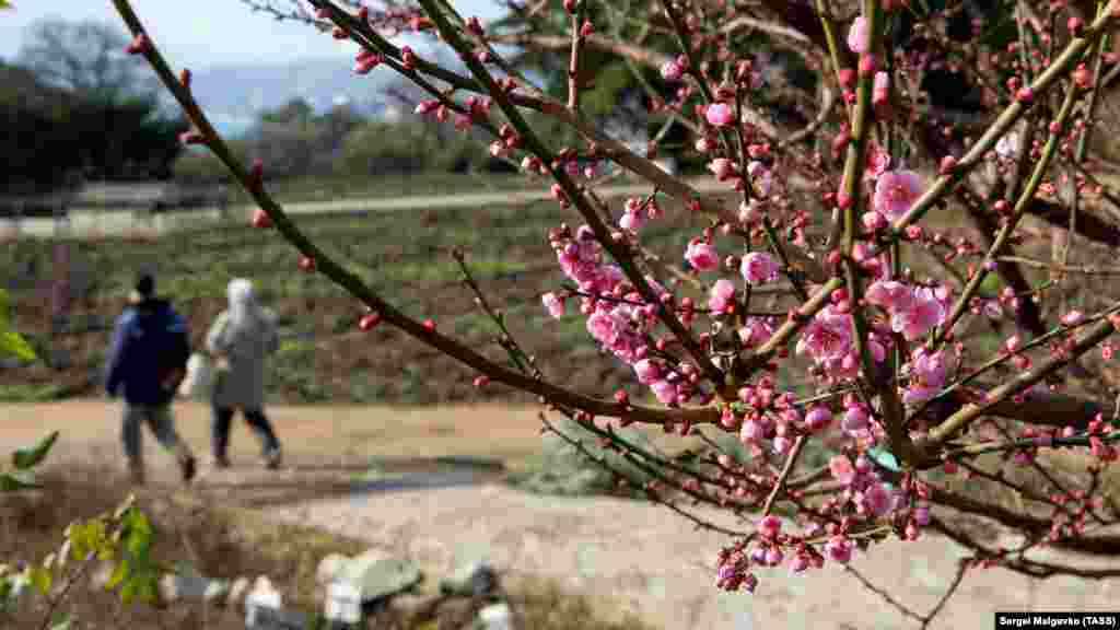 Кроме того, в ботсаду цветет абрикос Муме 