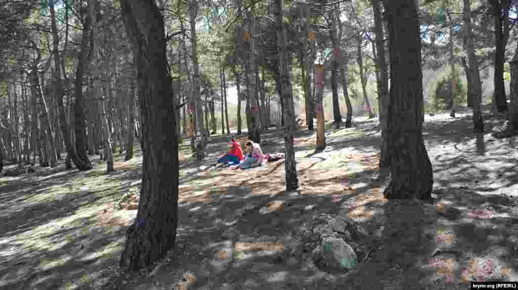 По вершине правого склона Докового оврага в послевоенное время был высажен сосновый бор. Такие «легкие» Севастополя есть во всех окрестностях города. Сегодня сюда из квартирной самоизоляции убегают севастопольцы, чтобы подышать свежим воздухом