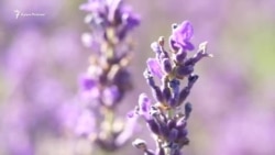 Тургеневка: «крымский Прованс» на фоне сизых гор и пшеничных полей (видео) Тургеневка: «крымский Прованс» на фоне сизых гор и пшеничных полей (видео)