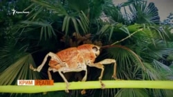 Російські шкідники з’їдають кримські пальми | Крим.Реалії Російські шкідники з’їдають кримські пальми | Крим.Реалії