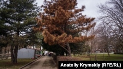 Увядшие сосны в парках и скверах города, Армянск, Крым, 12 февраля 2019 года