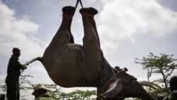 Археология. Будущее. Шестое вымирание. Кто останется жить на планете? Археология. Будущее. Шестое вымирание. Кто останется жить на планете?