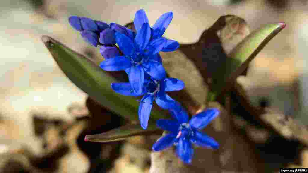 На рыхлых склонах каньона Биюк-Узенбаш зацвела пролеска. Как выглядит каньон в начале весны 2021 года – смотрите в нашей фотогалерее