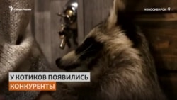 Первое енотокафе открылось в Сибири Первое енотокафе открылось в Сибири