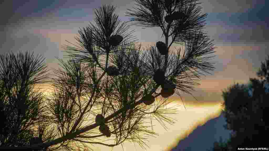 Сосны – не редкость в горном редколесье