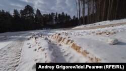 Лес близ деревни Орёл. Ещё пару месяцев назад здесь росли огромные деревья.