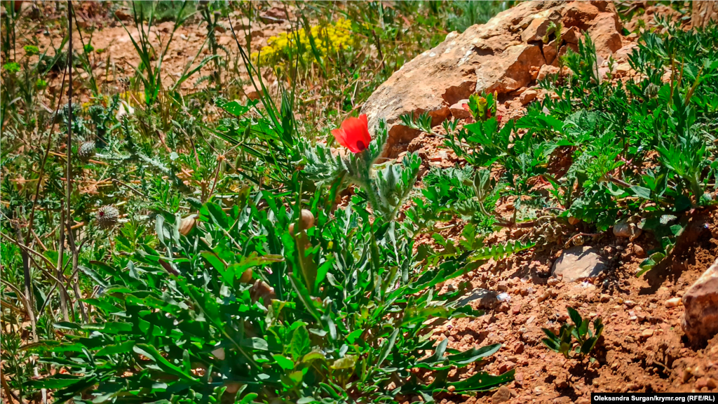 На склонах цветут полевые растения 