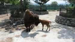 В крымском сафари-парке родился бизон (видео) В крымском сафари-парке родился бизон (видео)