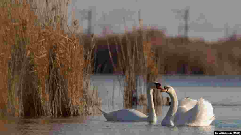 Кормить лебедей стоит аккуратно: не подходить к птицам близко, не делать резких движений и не кормить их хлебом. Эколог Маргарита Литвиненко рассказывает, что кормление хлебо-булочными изделиями может плохо сказаться на здоровье лебедей. «Лучше кормить кашей, потому что организм ледбедя не приспособлен и плохо воспринимает хлебо-булочные изделия, он любит планктонную живность и водоросли», – говорит эколог