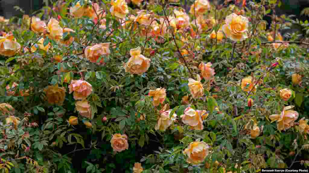 Но свои права на внимание уже предъявляет «королева» цветов – роза