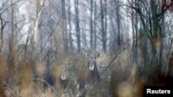 Мінприроди оскаржить рішення, яким скасована заборона полювати на лося