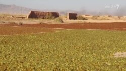 په پېښین کې کروندګر له انګورو ابجوشي جوړوي په پېښین کې کروندګر له انګورو ابجوشي جوړوي