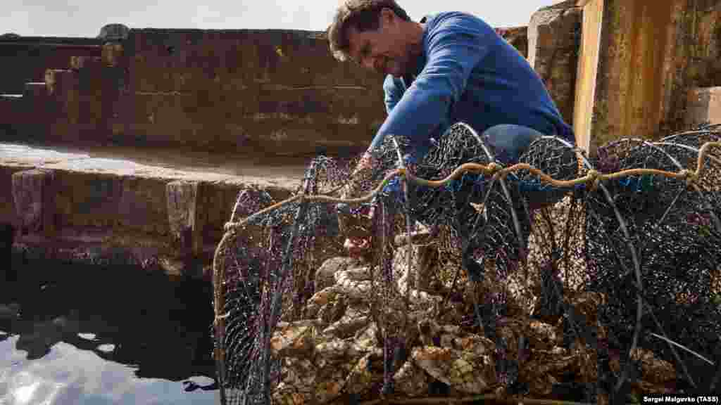 Заведует устричной фермой «Яхонт» предприниматель Сергей Кулик