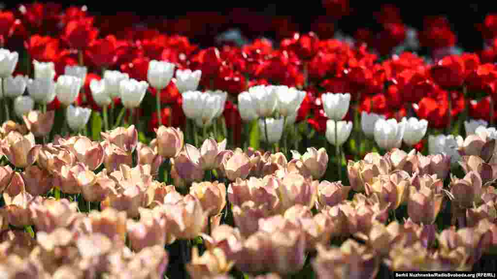 Загальна площа композицій – понад 2000 метрів квадратних. Над створенням виставки працювало 150 людей