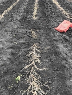 Коріння спаржі, посадженої 2 роки тому на полі у Красилові Хмельницької області