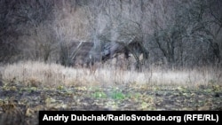 Стара родинна хата Зіновія Масла у селі Півні. Зараз тут вже ніхто не живе
