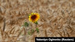 Соняшник на пшеничному полі поблизу одного з сіл в Україні