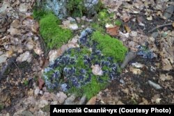 У пралісі можна побачити симбіоз рідкісних видів грибів, моху та коріння дерев