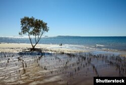 Мангрове дерево