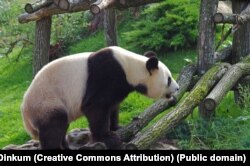 Велика панда у зоопарку Боваль, Франція