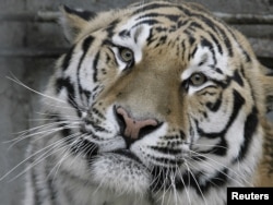 Амурский тигр в зоопарке в Ростове-на-Дону. РФ, 2010 год