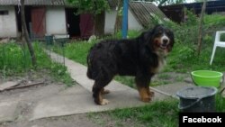 Собака Леся