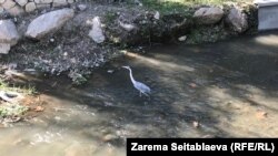 Цапля Сима на реке Салгир в Симферополе