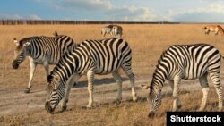 Колекція тварин заповідника є національним надбанням України