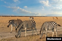 Зебри на просторах заповідника «Асканія-Нова»