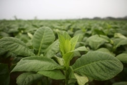 У ВООЗ тютюнових велетнів звинуватили також у тому, що вони роблять суттєві пожертвування на боротьбу із COVID-19 для покращення свого іміджу