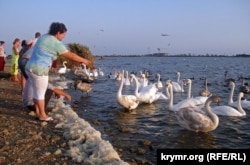 Жители Евпатории и туристы кормят диких лебедей, гусей и уток, обитающих на соленом озере Сасык-Сиваш. 25 сентября 2015 года