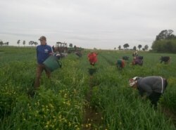Багато українців працюють у Польщі в агробізнесі
