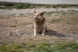 Песик гріється на сонці біля ларьків на вулиці Радунській