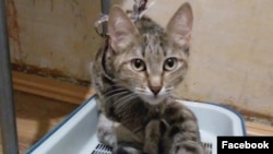Кошка из взорванного в Магнитогорске дома, которая сейчас живет у Елизаветы Федониной