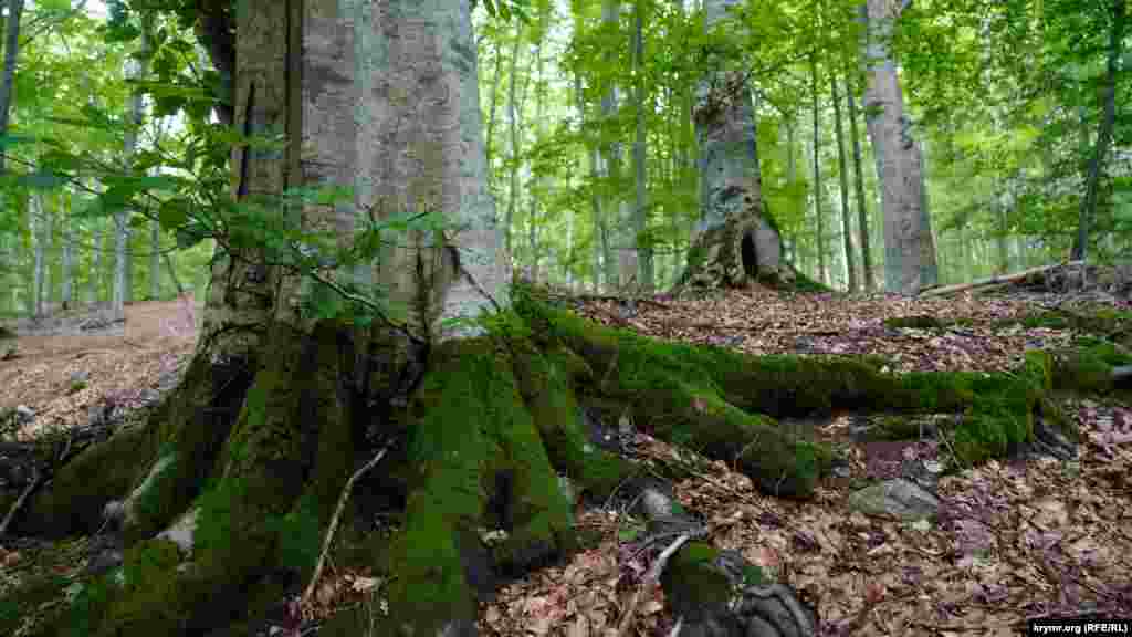 У подножия Чатыр-Дага и на перевале среди лиственных пород деревьев преобладает бук. В Крыму растут три вида бука – крымский, восточный и обыкновенный. Их вырубка запрещена. Древесина у буков золотистая, расписанная «орнаментом», похожим на клинопись древних манускриптов. Ценится она очень дорого