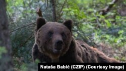 Mrki medvjed, Crna Gora