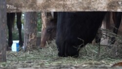 Коні з-під Авдїївки переїхали під Запоріжжя Коні з-під Авдїївки переїхали під Запоріжжя