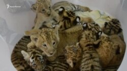 В крымском сафари-парке появились новые «котята» (видео) В крымском сафари-парке появились новые «котята» (видео)