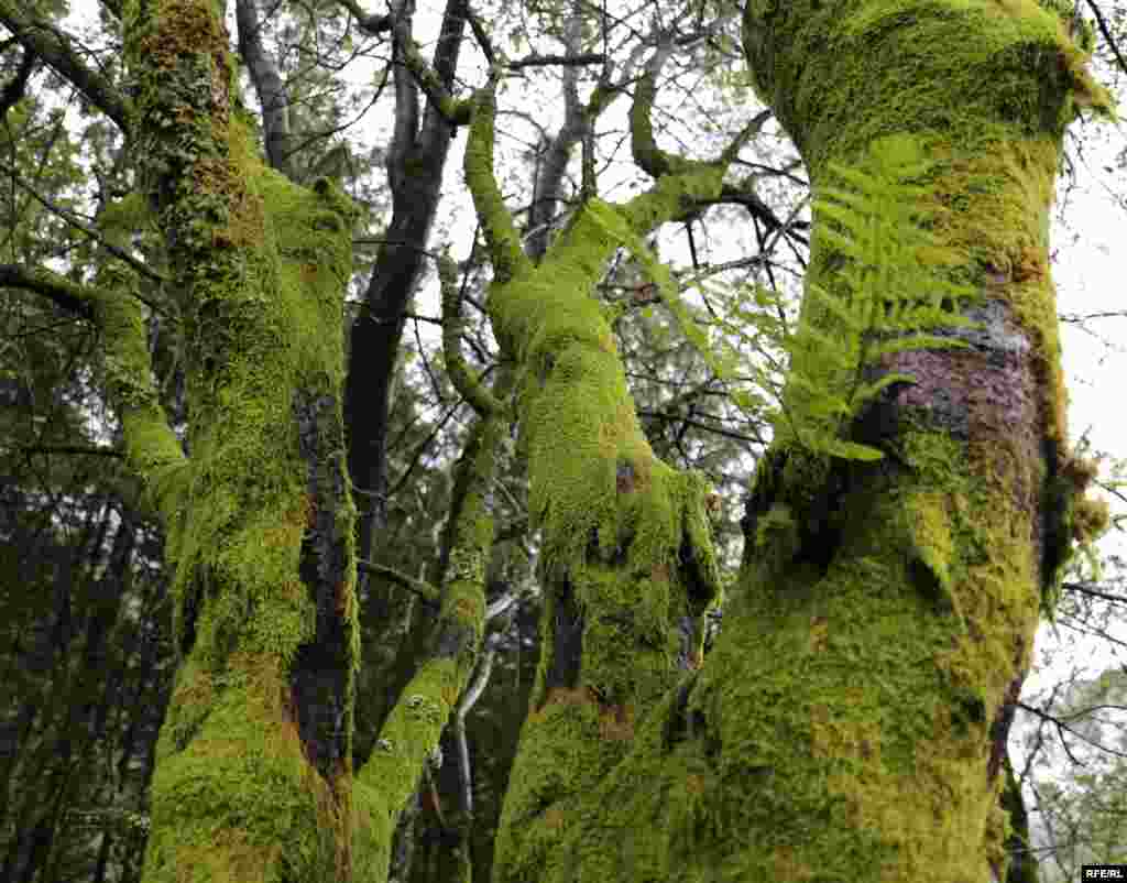 Дерево, поросле мохом і папороттю, у заповіднику «Бергенські гірські ділянки» (Bergens fjellstrekninger)