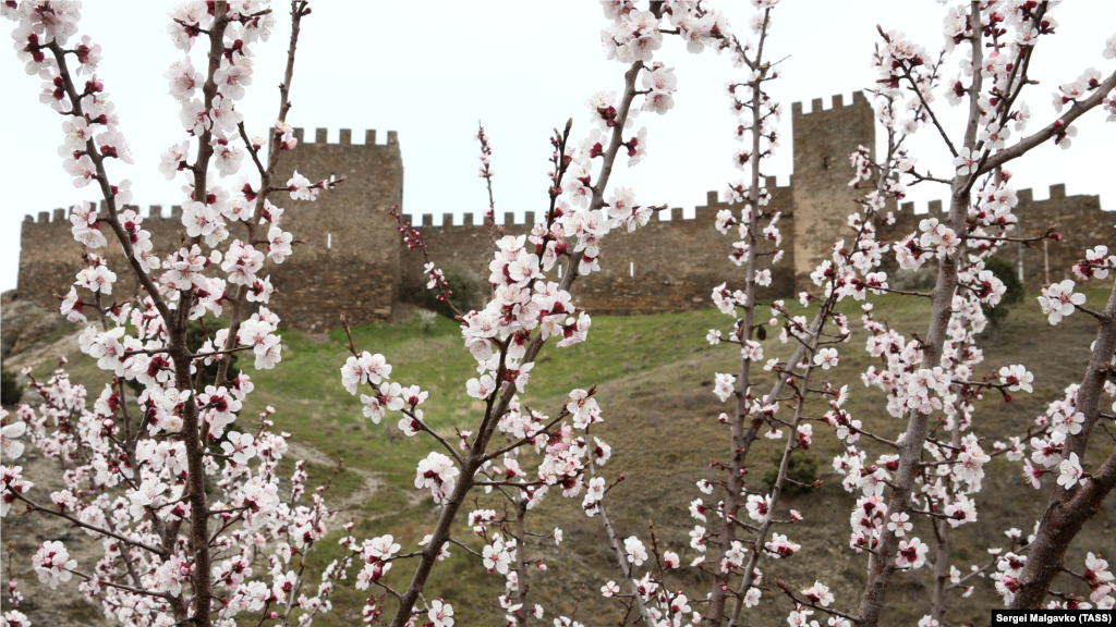 Многовековое фортификационное сооружение Генуэзской крепости является главной достопримечательностью Судака. На ее территории в последние годы каждое лето проходит рыцарский фестиваль «Генуэзский шлем»