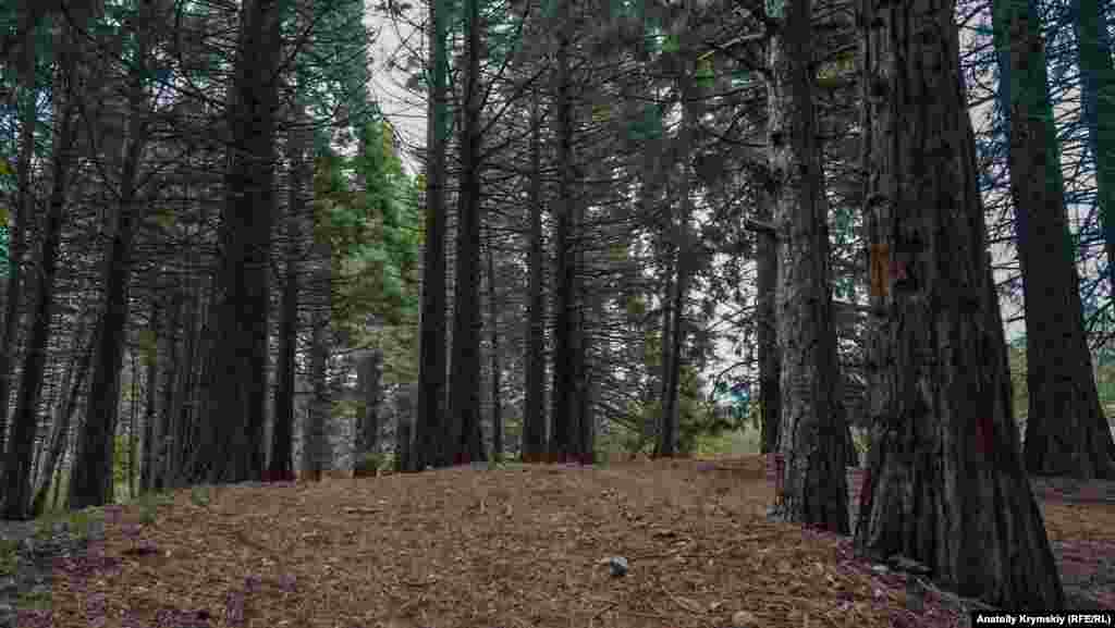 Секвойи из США шумят под Чатыр-Дагом. В начале 1960-х ученые Никитского ботанического сада высадили их в экспериментальных целях. «Американцы» хорошо прижились в здешних краях и теперь радуют своим величием местных и туристов