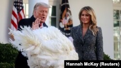 День подяки у США: як Дональд Трамп благословив індичку (фотогалерея)