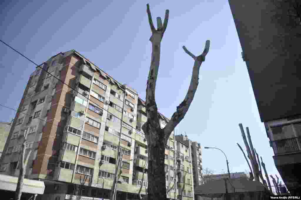 Prema saopštenju JKP "Zelenilo" Beograd, planirano je orezivanje ukupno 442 stabla.