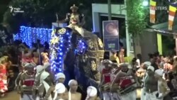 Слони накинулися на людей під час свята на Шрі-Ланці – відео