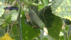 У що вилилась окупація Луганська для мешканців Трьохізбенки? (відео) У що вилилась окупація Луганська для мешканців Трьохізбенки? (відео)