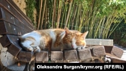 Иллюстративное фото