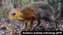 Азиатский олененок