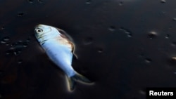 Разлив нефти в Мексиканском заливе в 2010 году привел к гибели тысяч животных