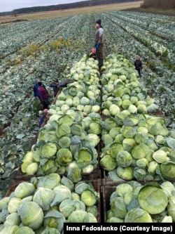 Працівники господарства збирають капусту