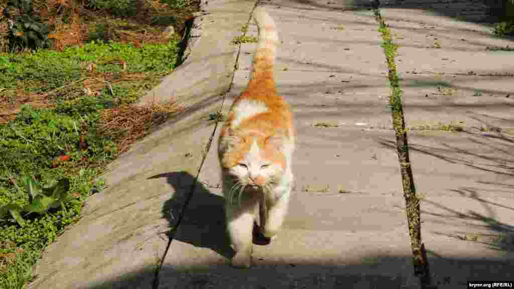 Рыжий «бандит» явно чувствует себя на своей территории